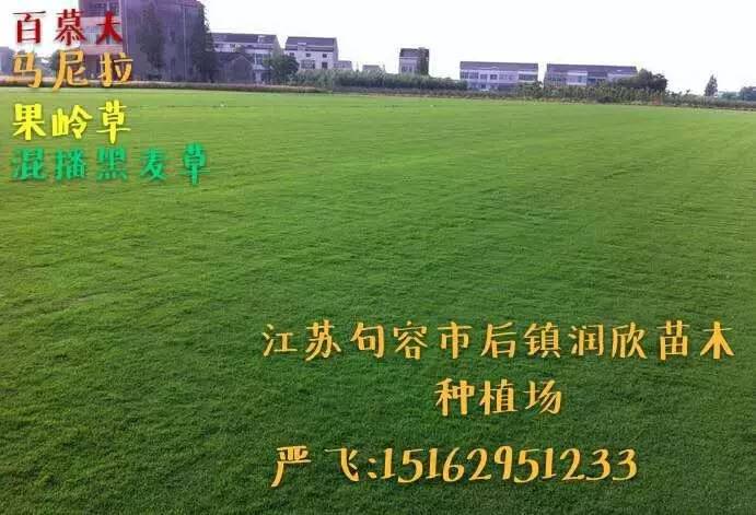 最新免費苗木求購信息，小巷深處的綠色寶藏探秘