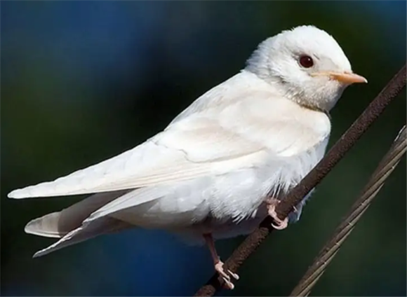 最新白燕鳥大叫視頻，自然科普與賞析之美妙之聲