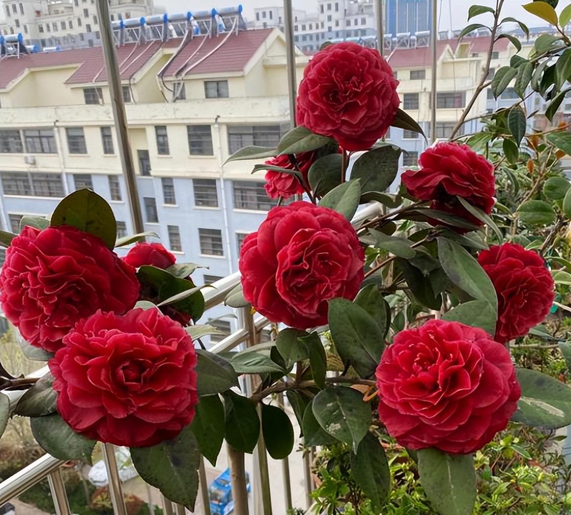北方茶花養(yǎng)殖的繁榮與影響，最新貼吧分享