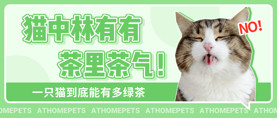 綠茶貓最新趨勢，高科技生活的新寵兒
