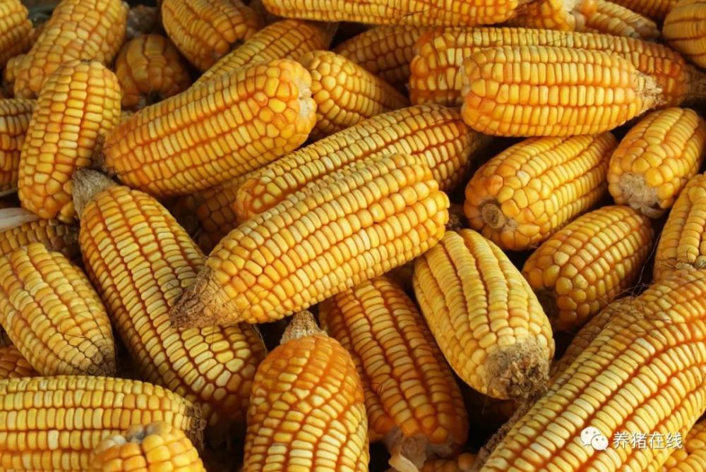 玉米價格的深度解析與觀點闡述，究竟多少錢一斤？