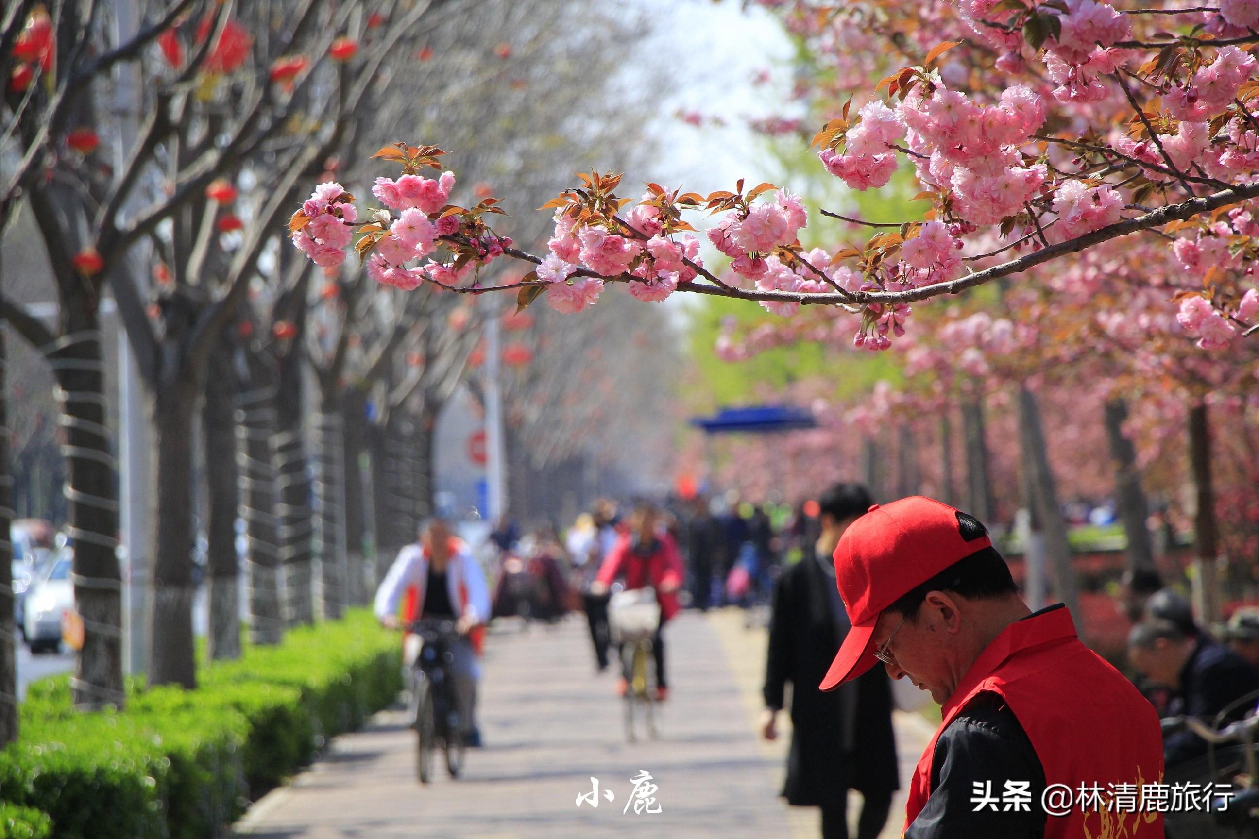 鶴壁新鮮資訊，巷弄深處的獨(dú)特風(fēng)味——探索一家隱藏在小巷中的特色小店