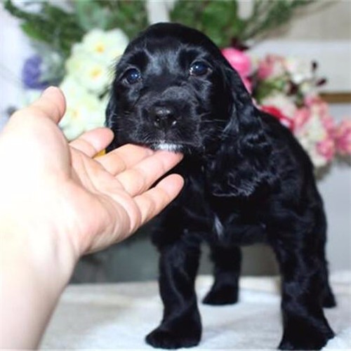 可卡犬的價格，歷史背景與現(xiàn)代地位的體現(xiàn)
