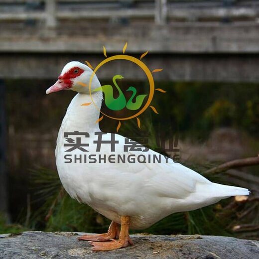 廣東鵝苗市場(chǎng)價(jià)格概覽