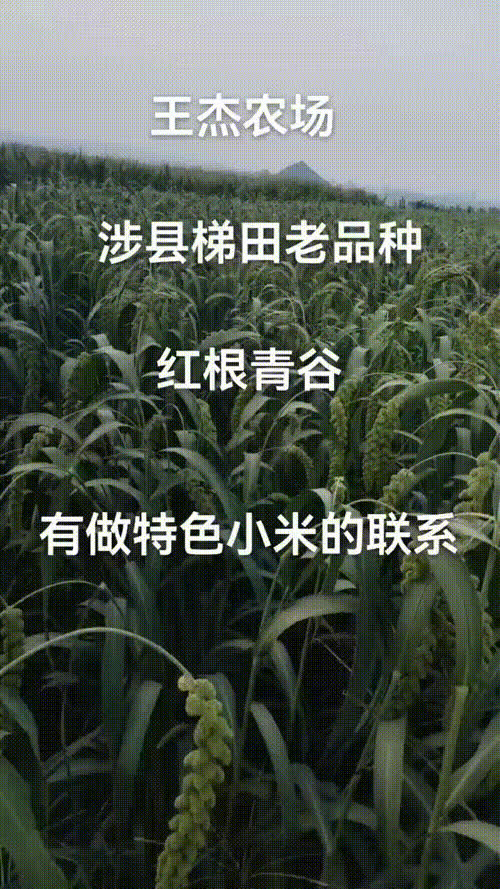 山西谷子最新價(jià)格行情，機(jī)遇與挑戰(zhàn)的自我超越之旅