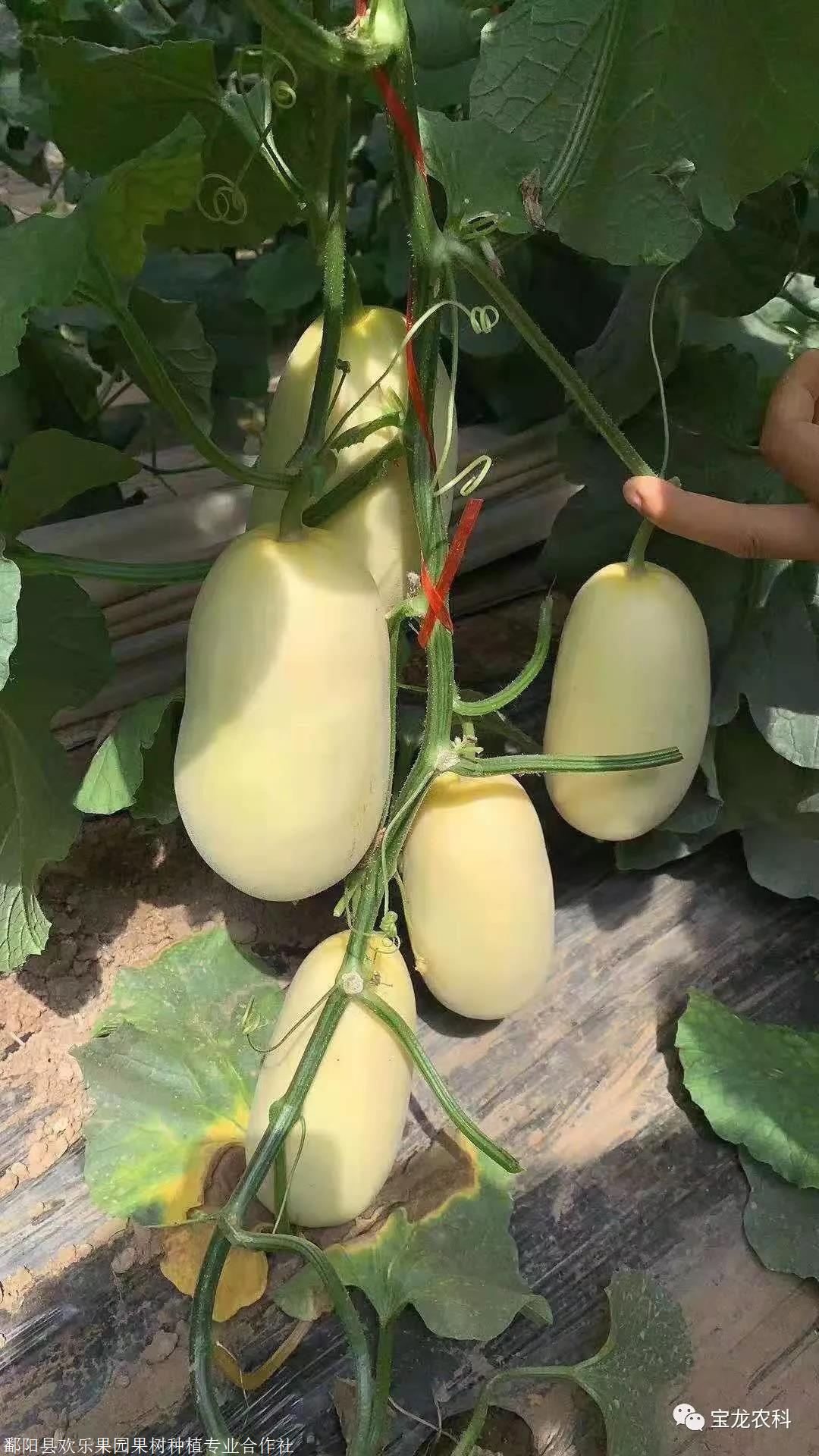 最新甜瓜優(yōu)良品種，種植者的理想之選