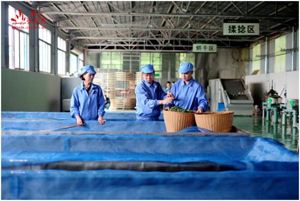 神農(nóng)科技最新動(dòng)態(tài)更新，綠色科技前沿資訊????