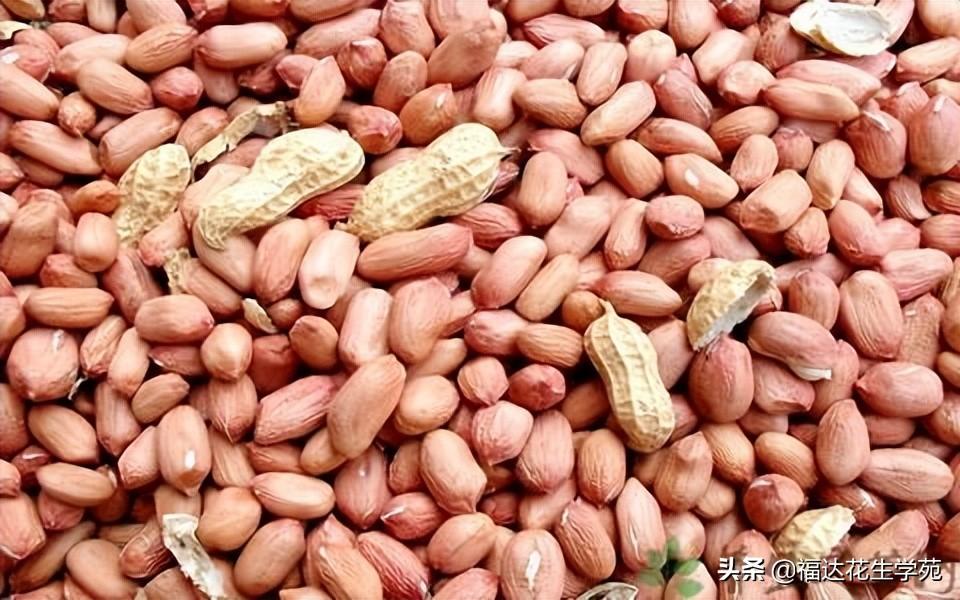 河南省花生米最新價(jià)格及小巷深處的花生香介紹