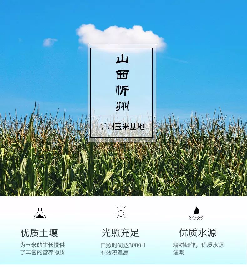 忻州玉米最新行情揭秘，價格動態(tài)與小巷探秘的雙重驚喜