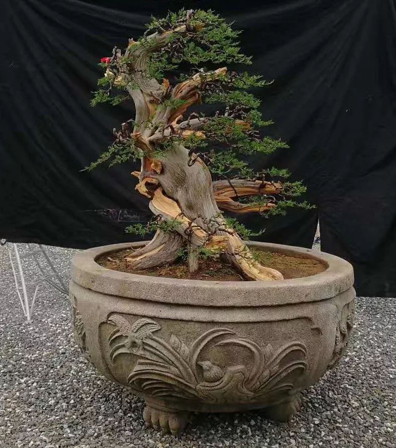 從零開始學(xué)習(xí)盆景藝術(shù)，最新盆景圖片及其制作指南