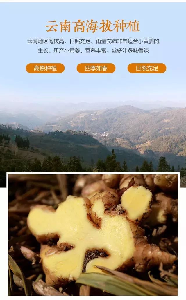 云南小黃姜最新價(jià)格探析，市場走勢與各方觀點(diǎn)分析