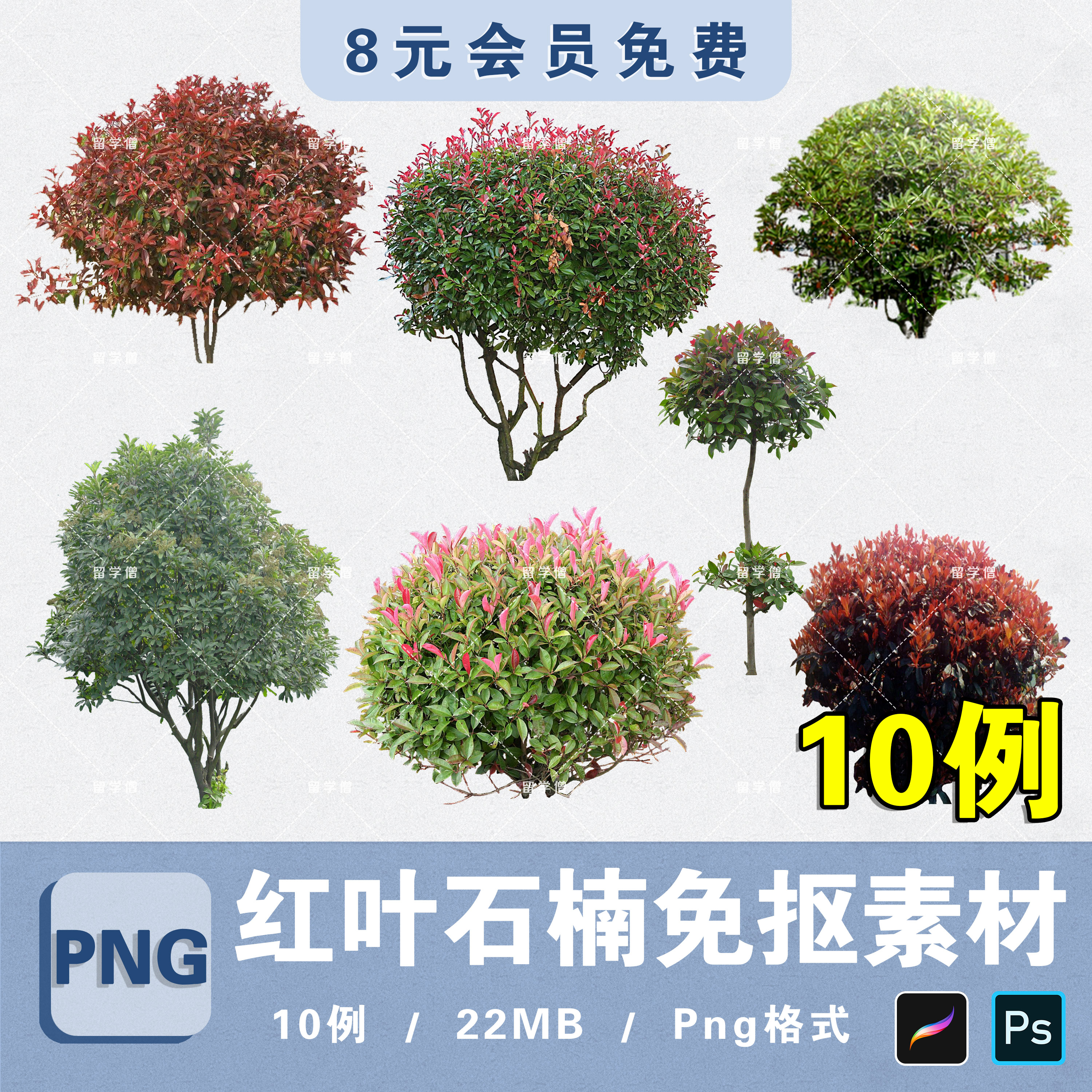 紅葉石楠最新價格概覽，全面解析當(dāng)前市場行情